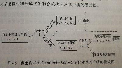 微生物代謝模式圖